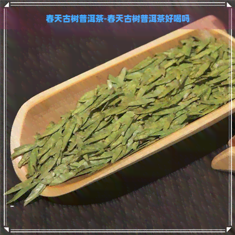 春天古树普洱茶-春天古树普洱茶好喝吗