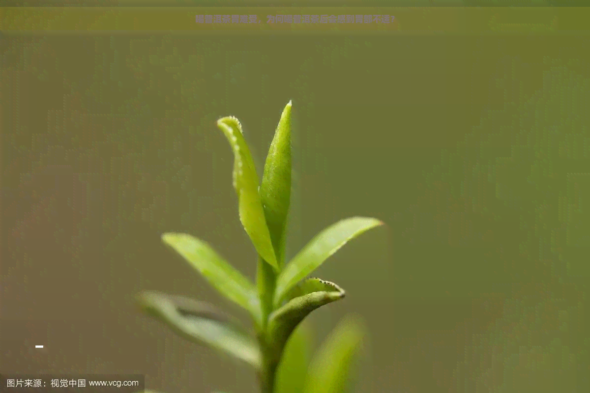 喝普洱茶胃难受，为何喝普洱茶后会感到胃部不适？