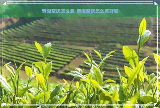 普洱茶块怎么煮-普洱茶块怎么煮好喝