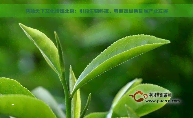 茗扬天下文化传媒北京：引领生物科技、电商及绿色食品产业发展