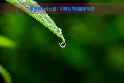 普洱茶为什么甜？影响甜度的因素解析