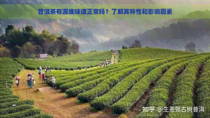 普洱茶有渥堆味道正常吗？了解其特性和影响因素