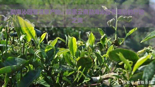 勐海沁园普洱茶产地，探索云南勐海沁园普洱茶的产地之美