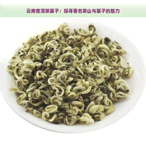 云南普洱茶寨子：探寻著名茶山与寨子的魅力