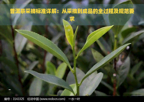 普洱茶采摘标准详解：从采摘到成品的全过程及规范要求