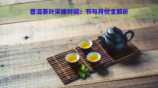 普洱茶叶采摘时间：节与月份全解析