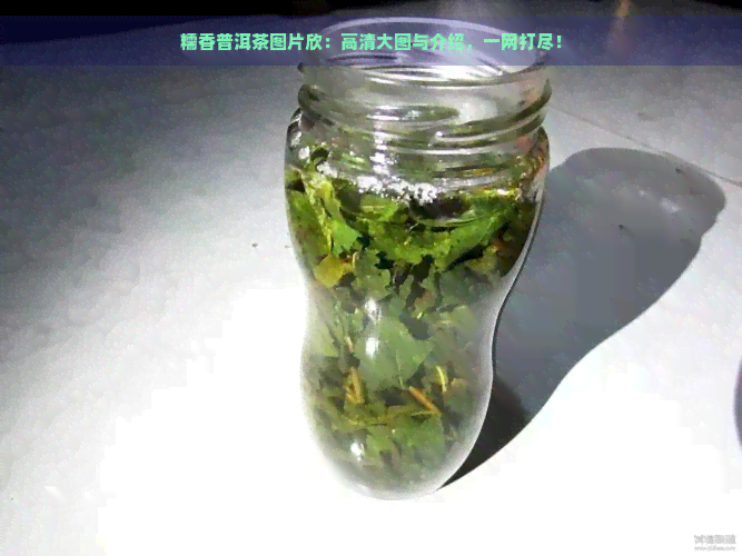 糯香普洱茶图片欣：高清大图与介绍，一网打尽！