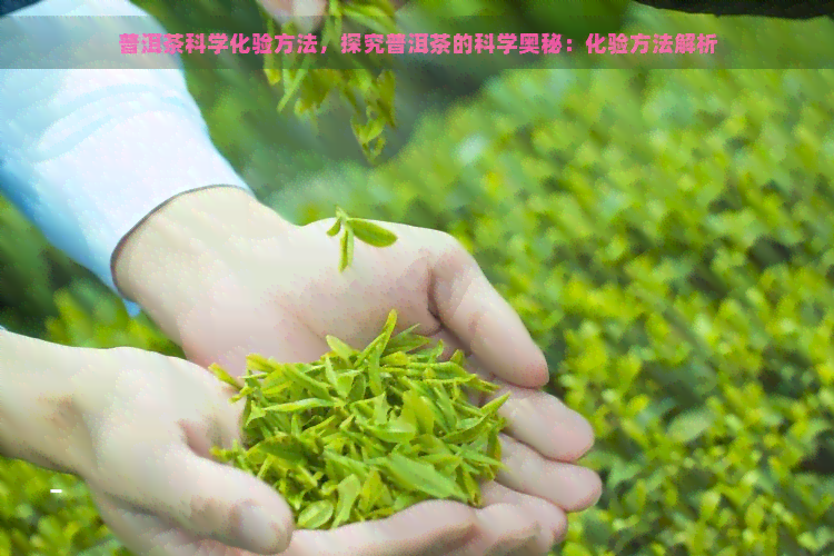 普洱茶科学化验方法，探究普洱茶的科学奥秘：化验方法解析