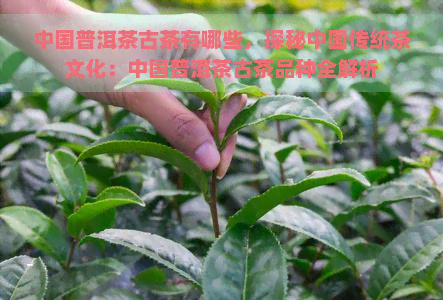 中国普洱茶古茶有哪些，探秘中国传统茶文化：中国普洱茶古茶品种全解析