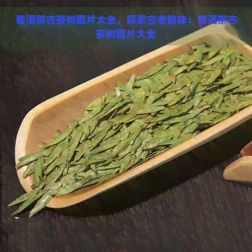 普洱茶古茶树图片大全，探索古老韵味：普洱茶古茶树图片大全