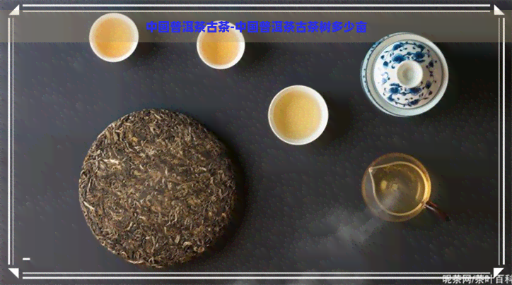 中国普洱茶古茶-中国普洱茶古茶树多少亩