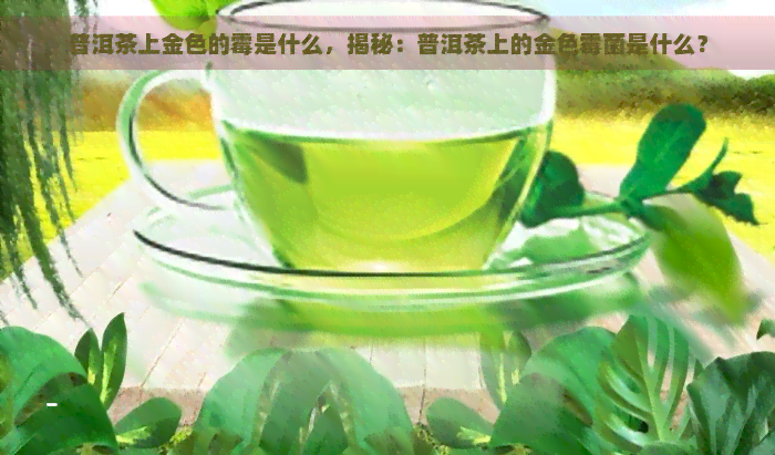 普洱茶上金色的霉是什么，揭秘：普洱茶上的金色霉菌是什么？