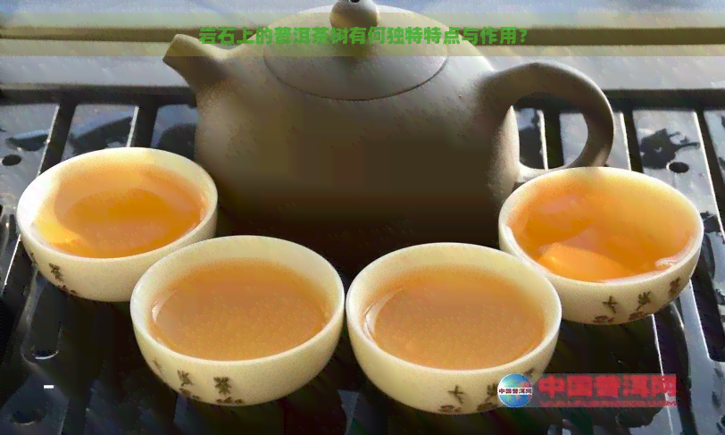 岩石上的普洱茶树有何独特特点与作用？