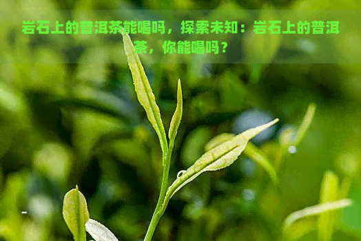 岩石上的普洱茶能喝吗，探索未知：岩石上的普洱茶，你能喝吗？