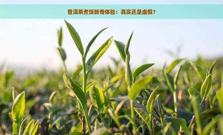 普洱茶煮饭新奇体验：真实还是虚假？