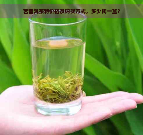 茗普洱茶特价格及购买方式，多少钱一盒？