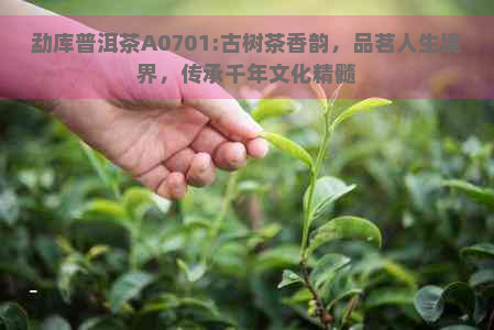 勐库普洱茶A0701:古树茶香韵，品茗人生境界，传承千年文化精髓