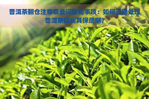 普洱茶翻仓注意哪些问题和事项：如何正确处理普洱茶以长其保质期？