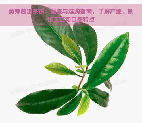 黄芽普洱茶饼：品鉴与选购指南，了解产地、制作工艺和口感特点