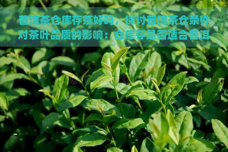 普洱茶仓库存茶好吗，探讨普洱茶仓条件对茶叶品质的影响：仓库存是否适合普洱茶？