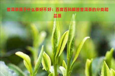 普洱茶属于什么茶好不好：百度百科解答普洱茶的分类和品质