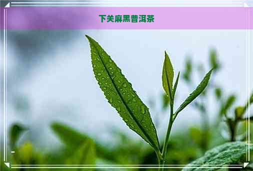 下关麻黑普洱茶