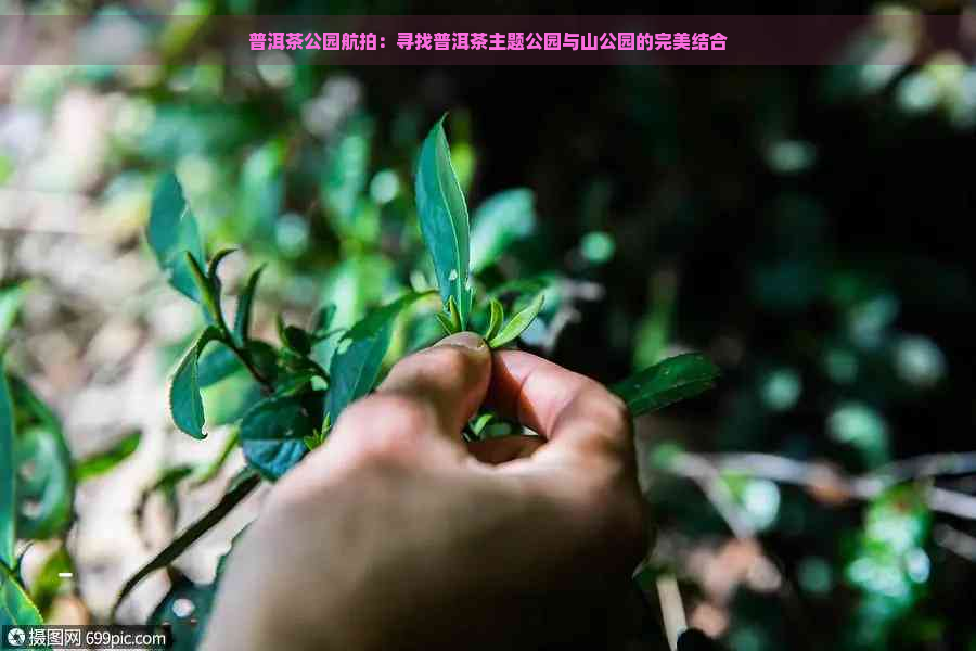 普洱茶公园航拍：寻找普洱茶主题公园与山公园的完美结合