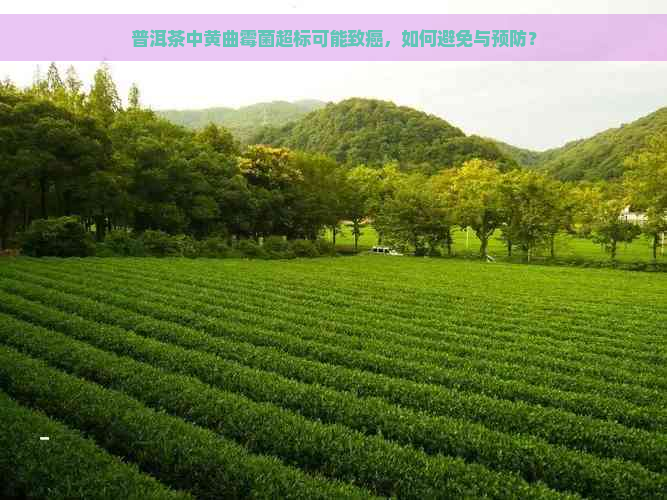 普洱茶中黄曲霉菌超标可能致癌，如何避免与预防？