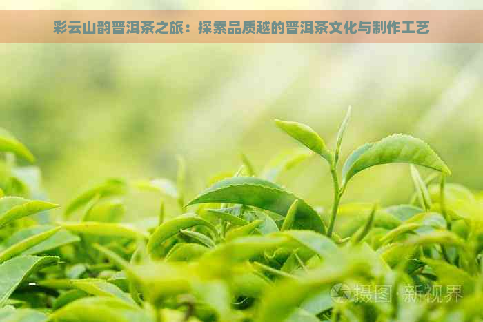 彩云山韵普洱茶之旅：探索品质越的普洱茶文化与制作工艺