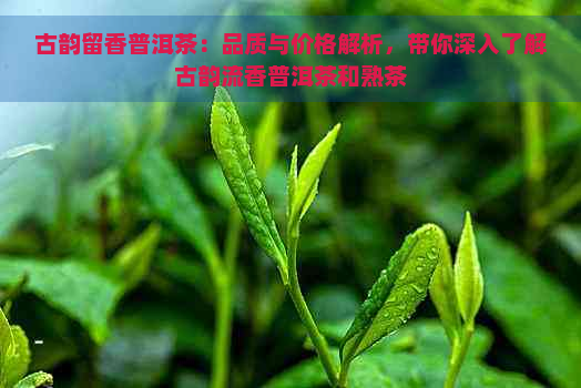 古韵留香普洱茶：品质与价格解析，带你深入了解古韵流香普洱茶和熟茶