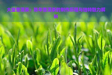 大益普洱茶：陈年普洱茶的制作历程与独特魅力解析