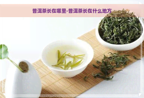 普洱茶长在哪里-普洱茶长在什么地方