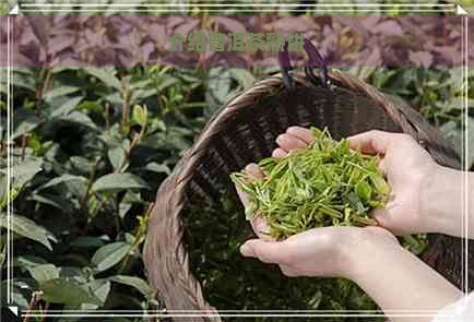 介绍普洱茶熟饼