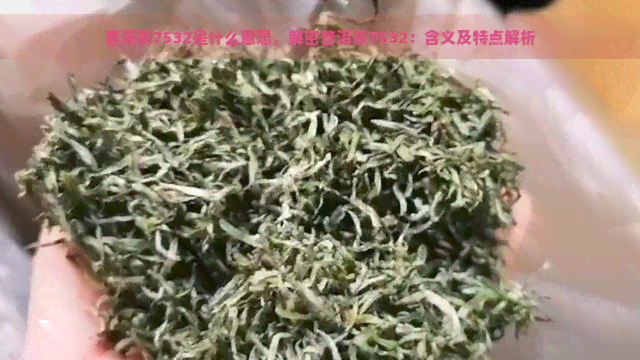 普洱茶7532是什么意思，解密普洱茶7532：含义及特点解析