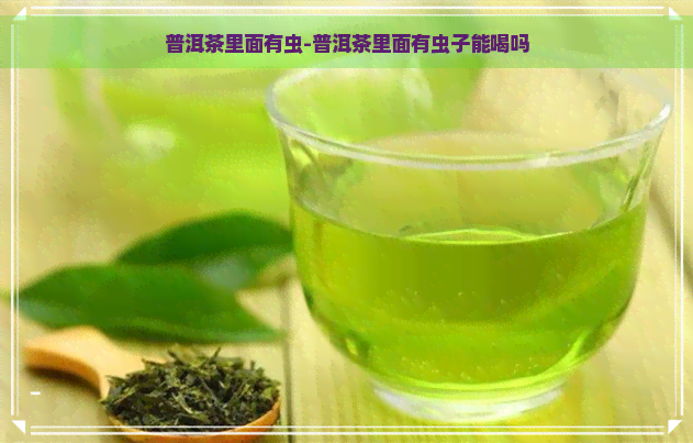 普洱茶里面有虫-普洱茶里面有虫子能喝吗