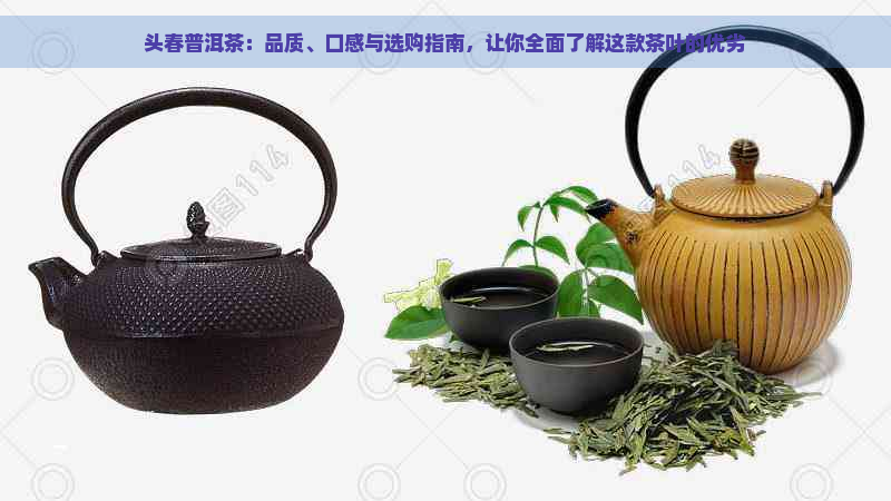 头春普洱茶：品质、口感与选购指南，让你全面了解这款茶叶的优劣