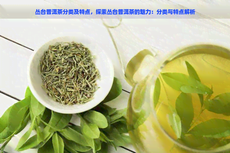 丛台普洱茶分类及特点，探索丛台普洱茶的魅力：分类与特点解析