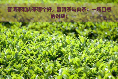 普洱茶和肉茶哪个好，普洱茶与肉茶：一场口感的对决！