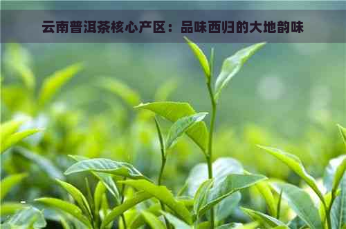 云南普洱茶核心产区：品味西归的大地韵味