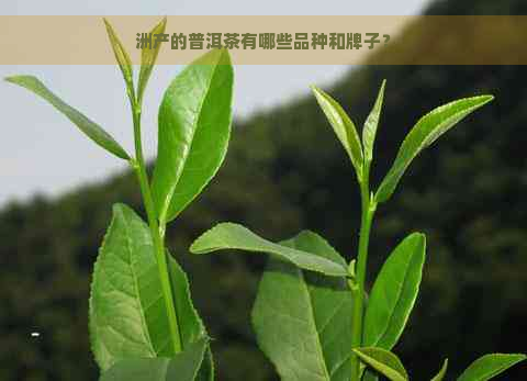 洲产的普洱茶有哪些品种和牌子？