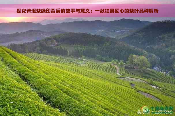 探究普洱茶绿印背后的故事与意义：一款独具匠心的茶叶品种解析