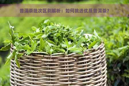 普洱茶批次区别解析：如何挑选优质普洱茶？