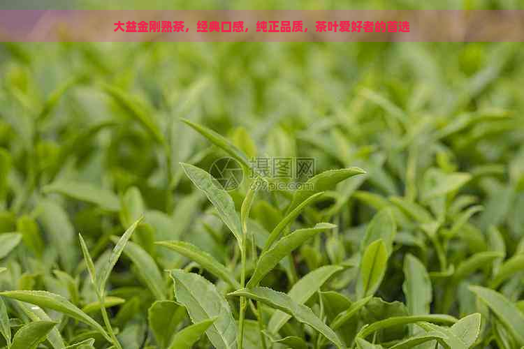 大益金刚熟茶，经典口感，纯正品质，茶叶爱好者的首选