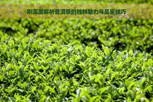 刚深度解析普洱茶的独特魅力与品鉴技巧