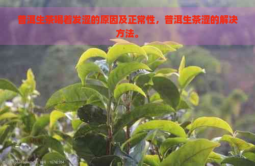 普洱生茶喝着发涩的原因及正常性，普洱生茶涩的解决方法。