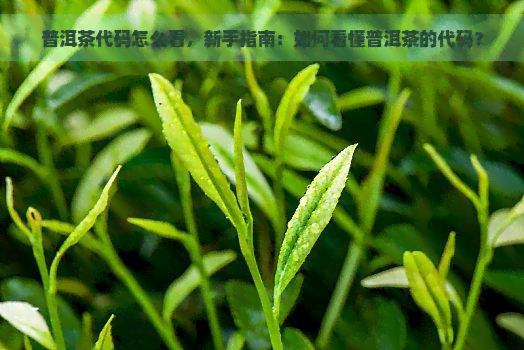 普洱茶代码怎么看，新手指南：如何看懂普洱茶的代码？