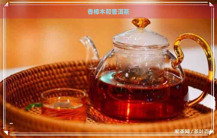 香樟木和普洱茶