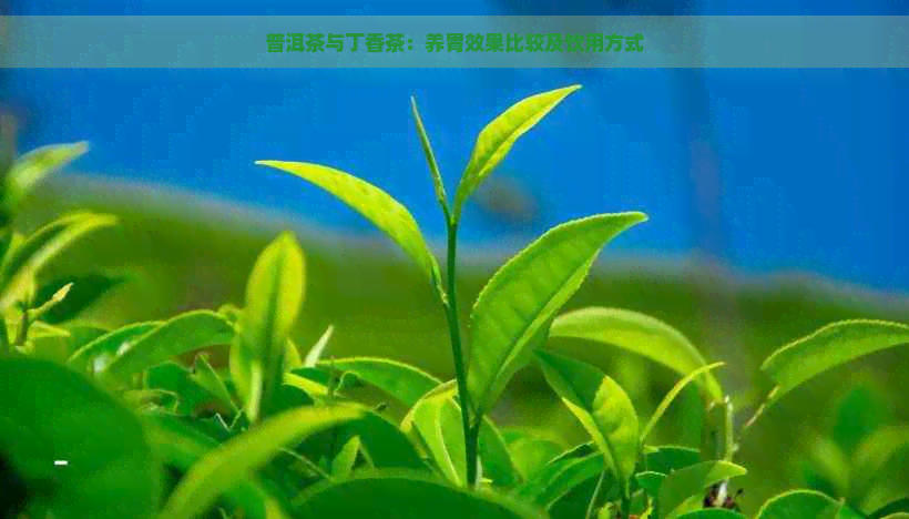 普洱茶与丁香茶：养胃效果比较及饮用方式