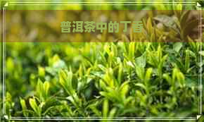 普洱茶中的丁香