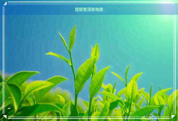 昆明普洱茶电商